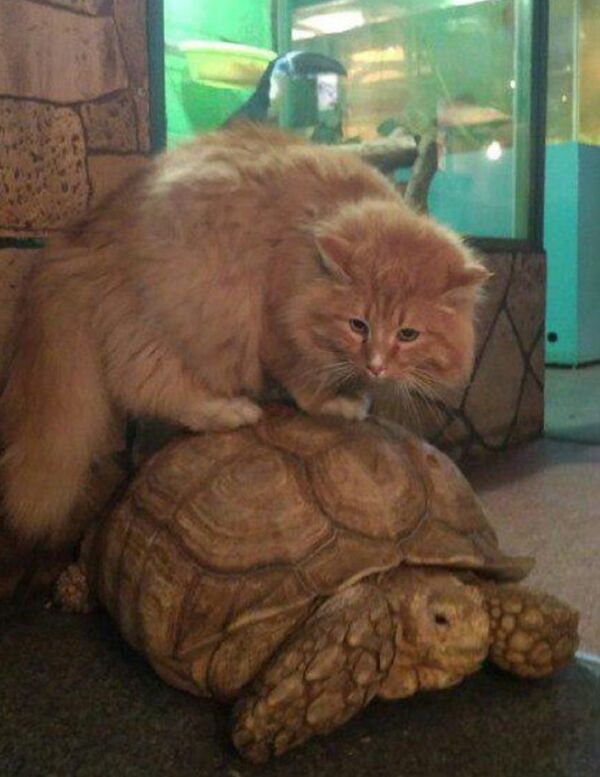 Tortoise and cat - Sputnik International