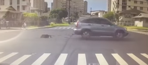 Woman drags dog - Sputnik International