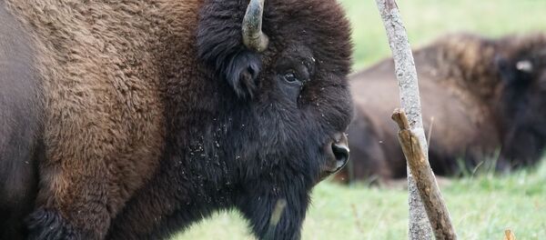 Wisent Wisent - Sputnik International