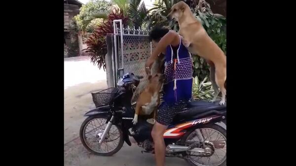 Two Dogs on a Bike || ViralHog - Sputnik International