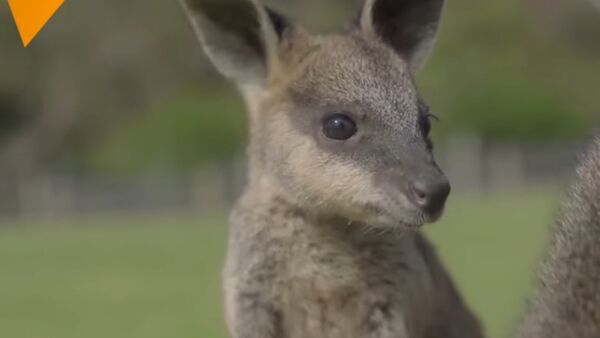 Have You Ever Seen A Newborn Kangaroo? - Sputnik International