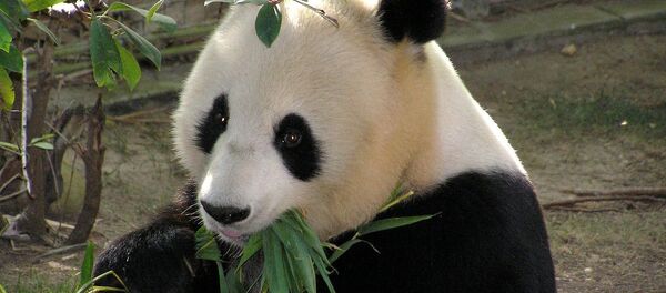 Panda Panda - Sputnik International