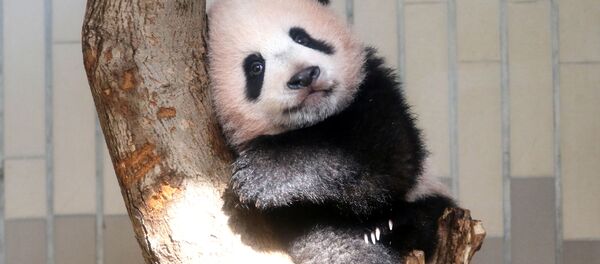 Japan's Sweet Baby Panda Makes Public Debut - Sputnik International