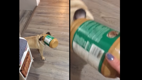 Smooth Move: Pug Gets Stuck in Peanut Butter - Sputnik International