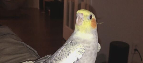 Cockatiel Ringtone - Sputnik International