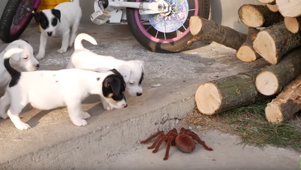 Mob Mentality: Jack Russell Pups vs. Robot Spider - Sputnik International