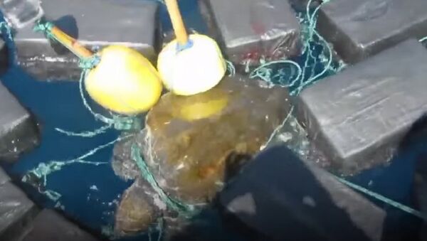The US Coast Guard Rescues Sea Turtle From 800 Kg of Cocaine - Sputnik International