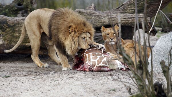 This is a Sunday, Feb. 9, 2014 file photo of the carcass of Marius, a male giraffe, as it is eaten by lions after he was put down in Copenhagen Zoo - Sputnik International