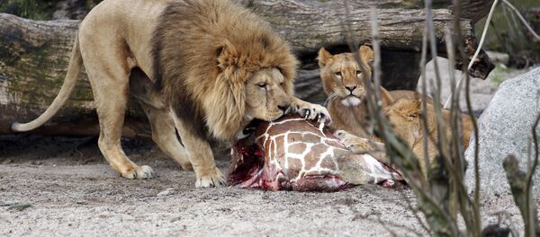 This is a Sunday, Feb. 9, 2014 file photo of the carcass of Marius, a male giraffe, as it is eaten by lions after he was put down in Copenhagen Zoo This is a Sunday, Feb. 9, 2014 file photo of the carcass of Marius, a male giraffe, as it is eaten by lions after he was put down in Copenhagen Zoo - Sputnik International