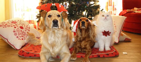 Pets - Sputnik International