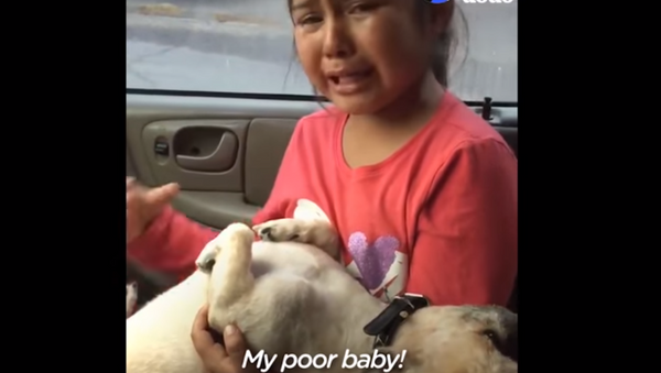 ‘Mi Pobrecito!’ Dog’s New ‘Do Leaves Girl in Tears - Sputnik International