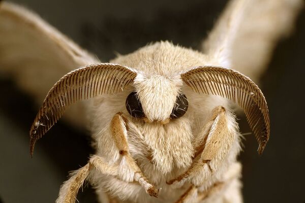 An adult silkworm moth An adult silkworm moth - Sputnik International