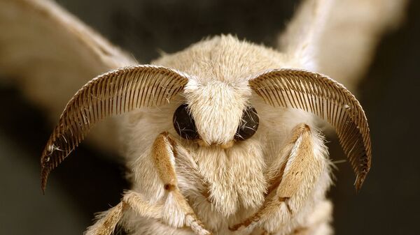 An adult silkworm moth - Sputnik International