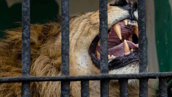 Cage with a lion - Sputnik International