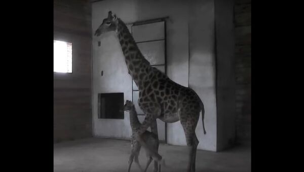 A Giraffe Has Been Born at the Crimean Safari Park - Sputnik International