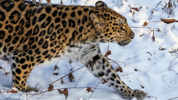 Far Eastern female leopard Rona at Primorye safari park - Sputnik International