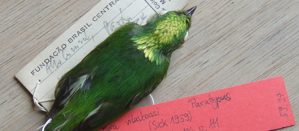 Golden-crowned manakin - Sputnik International