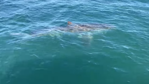 Fishermen in South Carolina stalked by great white shark - Sputnik International