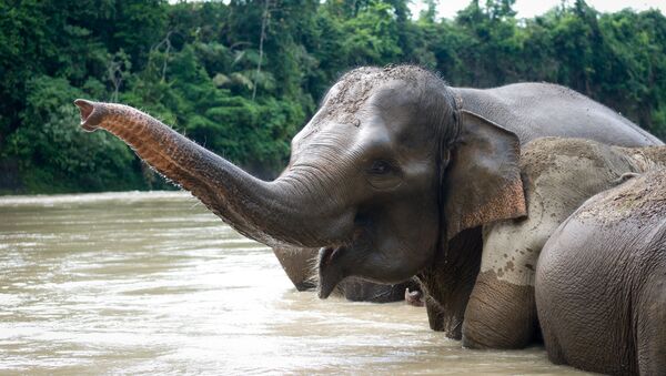 Sumatran elephant - Sputnik International