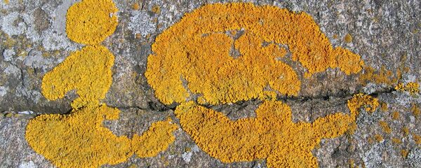 IQ - Sputnik International