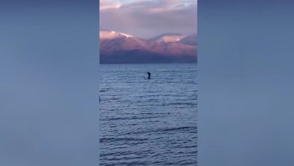 A video of what looked like a Loch Ness Monster-like creature has been posted on YouTube - Sputnik International