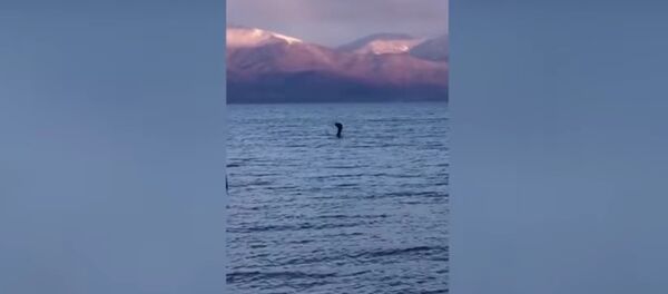 A video of what looked like a Loch Ness Monster-like creature has been posted on YouTube A video of what looked like a Loch Ness Monster-like creature has been posted on YouTube - Sputnik International