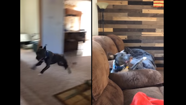 Overexcited Pooch Takes a Tumble Between Couches - Sputnik International