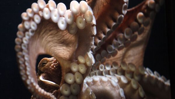 Giant Pacific octopus (File) - Sputnik International