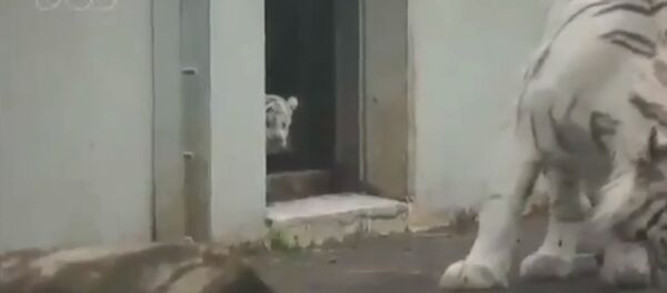 White tiger kitten scares his mom! - Sputnik International