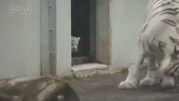 White tiger kitten scares his mom! - Sputnik International