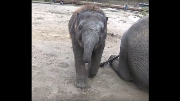 The Elephant Edgar Celebrated His Birthday at the Berlin Zoo - Sputnik International