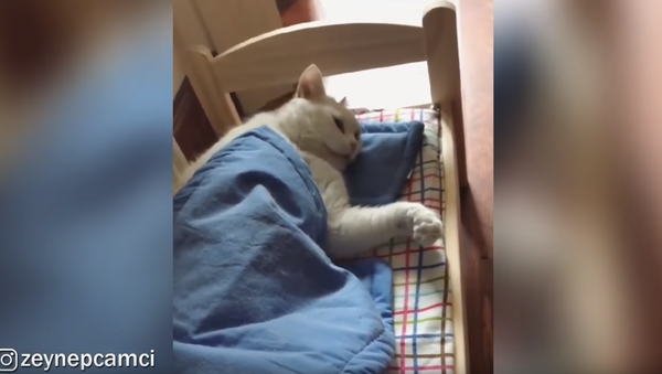 ‘Five More Minutes!’ Kitten Refuses to Leave Bed - Sputnik International