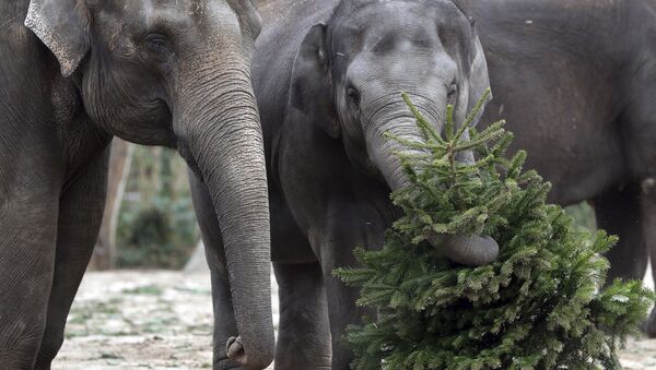Elephant 'Anchali' lifts a Christmas tree at its enclosure at the Zoo in Berlin, Germany, Tuesday, Jan. 2, 2018 - Sputnik International