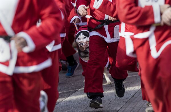 'Decorations, Costumes, Baby Outfits': Yellow Dog Praised Around the World - Sputnik International