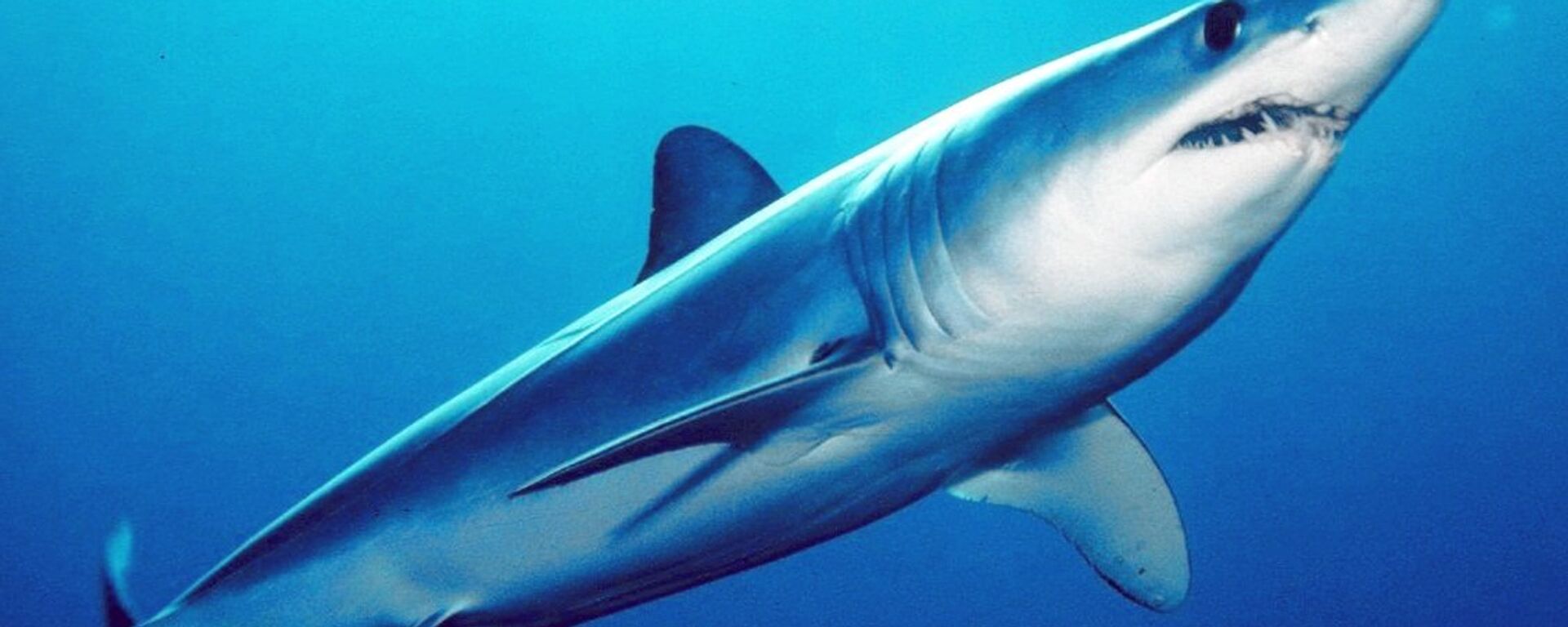 Shortfin mako shark (Isurus oxyrinchus) - Sputnik International, 1920, 03.07.2022