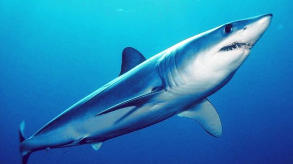 Shortfin mako shark (Isurus oxyrinchus) - Sputnik International