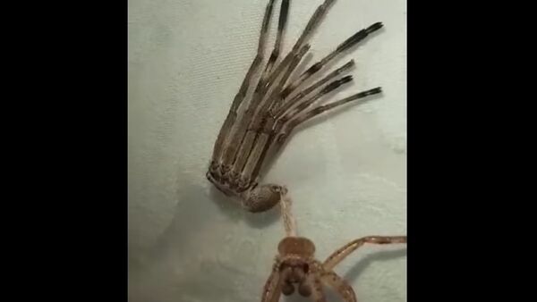 Huntsman Spider Shedding its Skin || ViralHog - Sputnik International