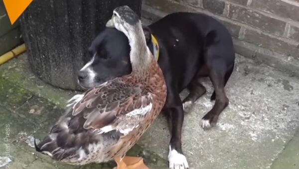 Duck Is In Love With Dog - Sputnik International