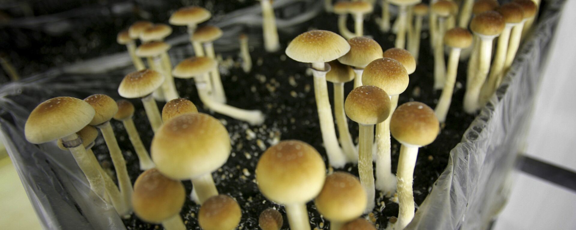 Mushrooms containing the active ingredient psilocybin are seen in a grow room - Sputnik International, 1920, 19.04.2022