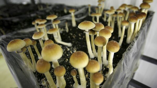 Mushrooms containing the active ingredient psilocybin are seen in a grow room - Sputnik International