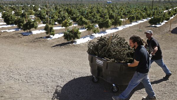 In this Oct. 4, 2016 photo, farmworkers transport newly-harvested marijuana plants, at Los Suenos Farms, America's largest legal open air marijuana farm, in Avondale, southern Colo. For the fall 2016 harvest, the farm's 36-acres are expected to yield 5 to 6 tons. - Sputnik International