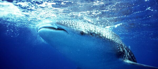 A whale shark swims off the coast of Belize A whale shark swims off the coast of Belize - Sputnik International