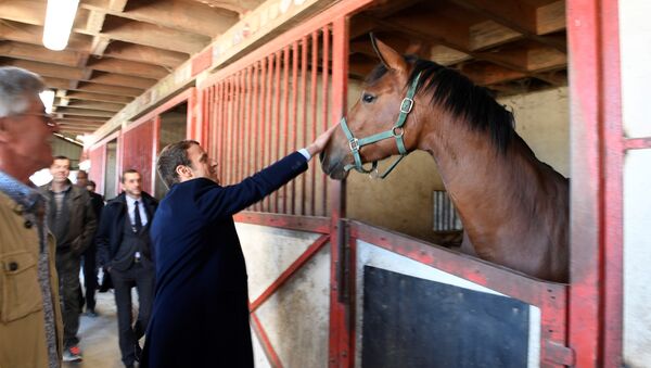 French centrist presidential candidate Emmanuel Macron pets a horse as he visits a farm in Usseau, central France, Saturday, April 29 , 2017 - Sputnik International