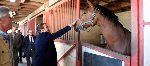 French centrist presidential candidate Emmanuel Macron pets a horse as he visits a farm in Usseau, central France, Saturday, April 29 , 2017 French centrist presidential candidate Emmanuel Macron pets a horse as he visits a farm in Usseau, central France, Saturday, April 29 , 2017 - Sputnik International