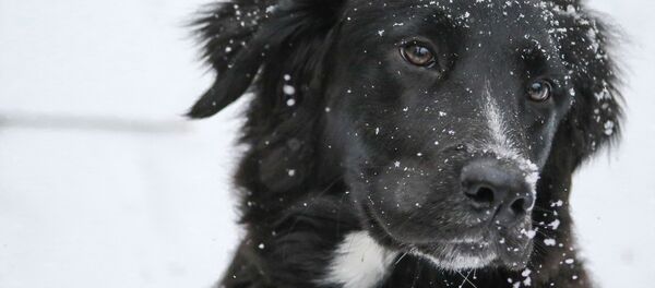 Black dog - Sputnik International