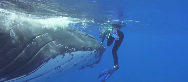 Whale Protects Diver From Nearby Shark Whale Protects Diver From Nearby Shark - Sputnik International