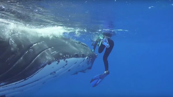 Whale Protects Diver From Nearby Shark - Sputnik International