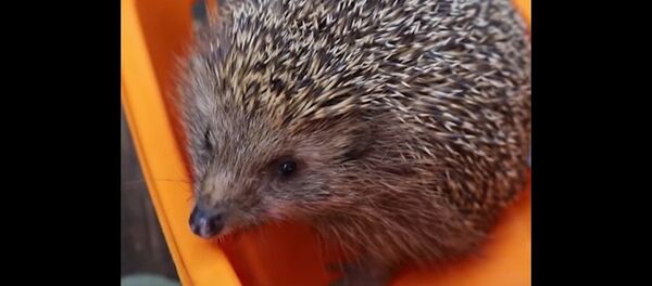 Wildlife Hospital Puts Fat Hedgehog on Diet Wildlife Hospital Puts Fat Hedgehog on Diet - Sputnik International