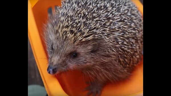 Wildlife Hospital Puts Fat Hedgehog on Diet - Sputnik International