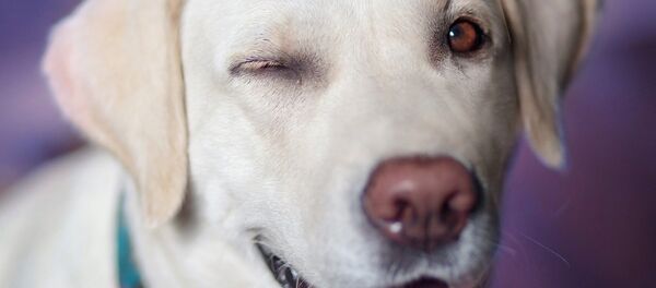 Labrador Labrador - Sputnik International